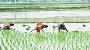 धान की खेती: किसान की मेहनत, मौसम की चुनौती