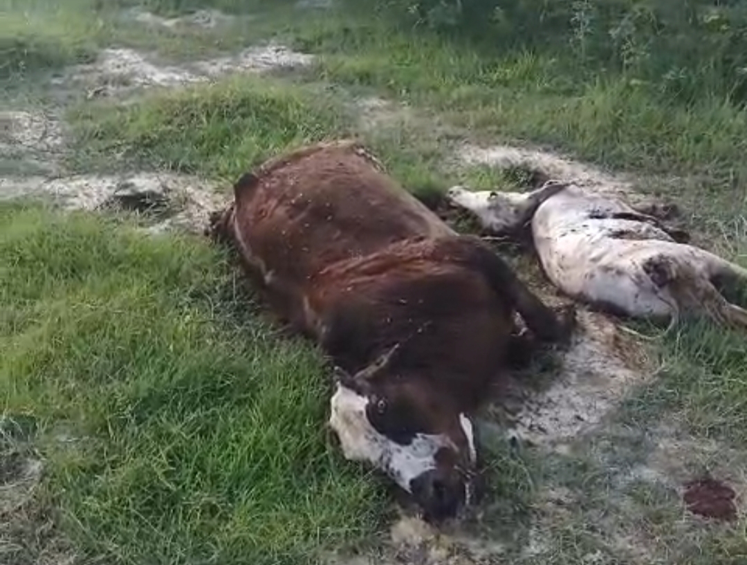 बिहार ब्लॉक की उमरा पट्टी गौशाला में बदहाल व्यवस्था, रोजाना 5-6 गायों की मौत